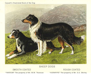 SheepDogs_Cassell_Illustrated_Book_of_Dogs_1881